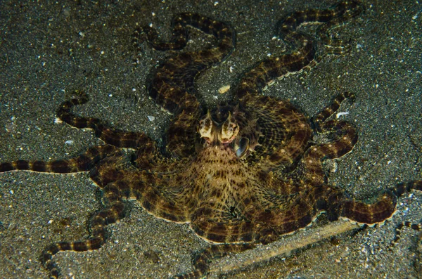 Buceo pulpo lembeh estrecho indonesia bajo el agua — Foto de Stock