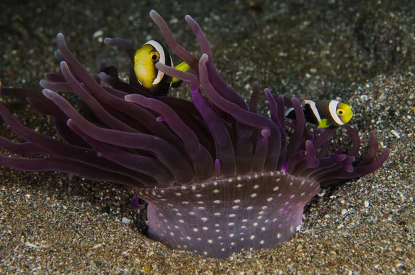 Scuba diving lembeh  Indonesia  saddleback anemonefish underwater — Stock Photo, Image