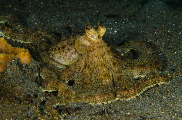 Scuba diving octopus lembeh strait indonesia underwater — Stock Photo, Image