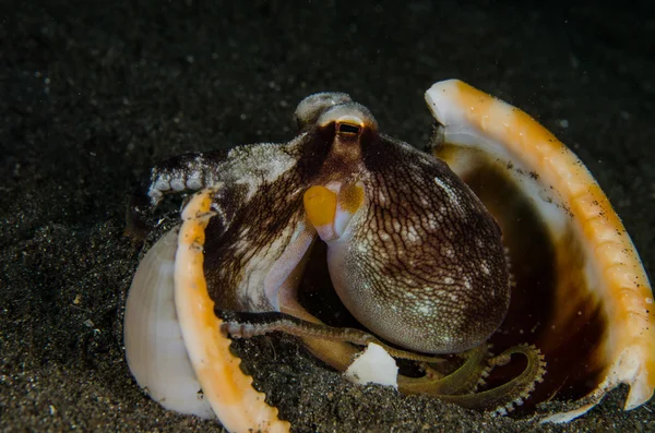 스쿠버 다이빙 문 어 lembeh 해협 인도네시아 수 중 — 스톡 사진