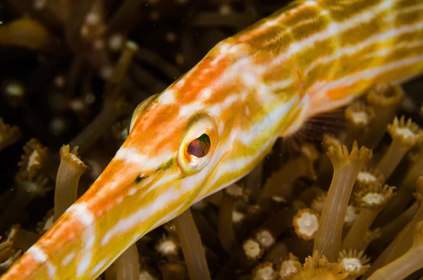 Scuba diving lembeh indonesia blocthed goby — 图库照片