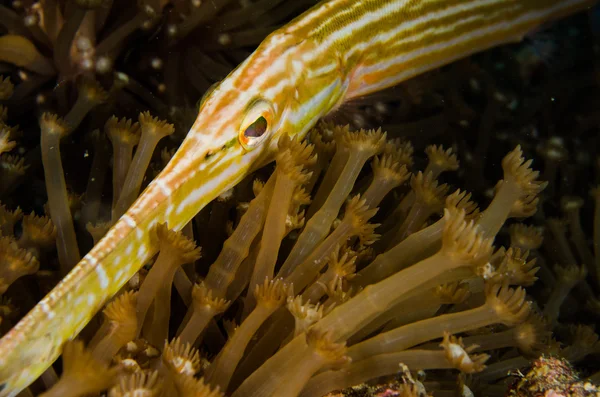 Scuba diving lembeh indonesia trumpetfish underwater — Stock Photo, Image