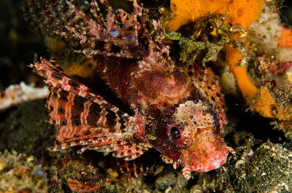 Scuba diving lembeh strait indonesia shortfin lionfish — Stock Photo, Image