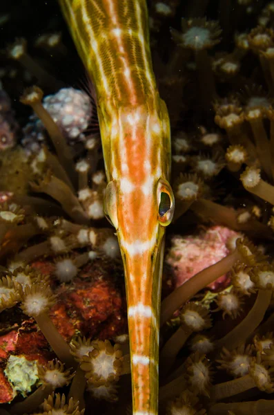 Scuba diving lembeh indonesia trumpetfish underwater — Stock Photo, Image