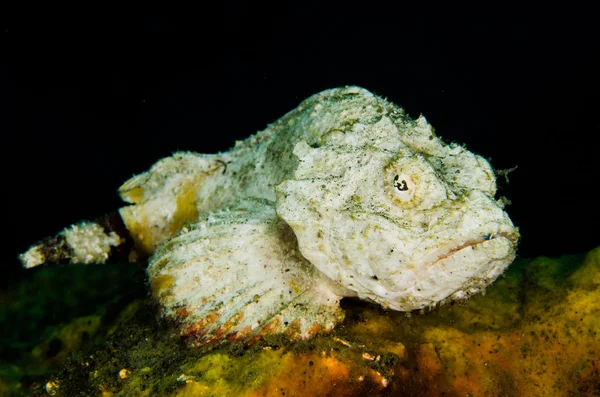 Immersioni subacquee lembeh indonesia diavolo scorfano — Foto Stock