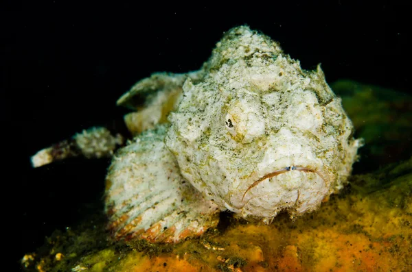 Scuba diving lembeh indonesia devil scorpionfish — ストック写真