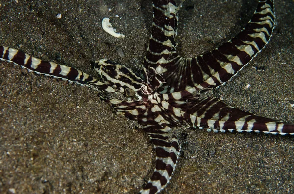Подводное плавание lembeh indonesia wanderpus octopus — стоковое фото