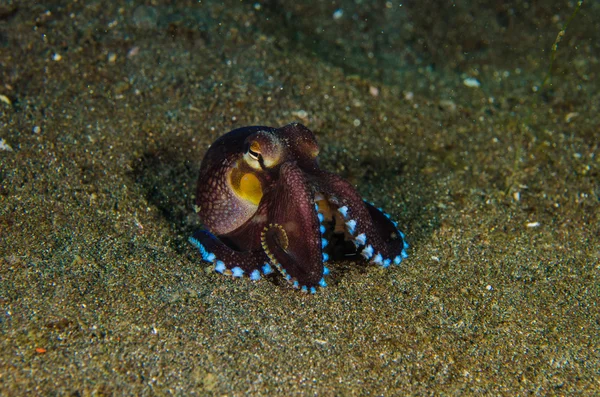 Scuba diving octopus lembeh strait indonesia underwater — Stock Photo, Image