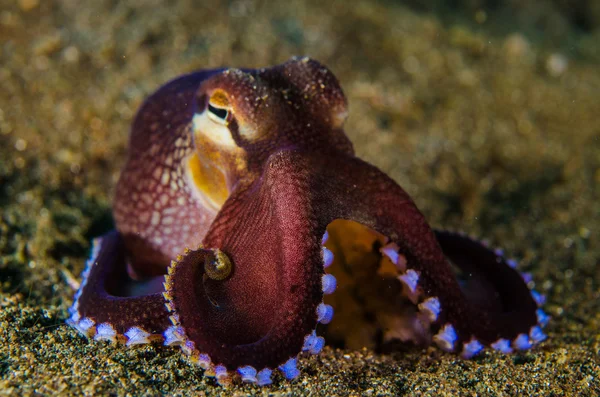 Scuba diving octopus lembeh strait Indonesië onderwater — Stockfoto