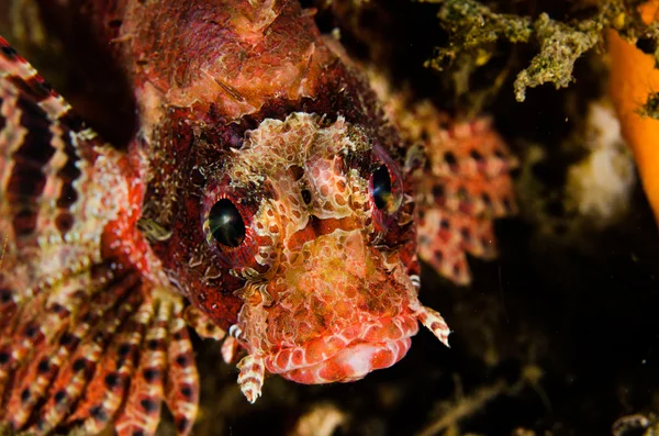 Plongée sous-marine lembeh détroit indonesia poisson-lion à nageoires courtes — Photo