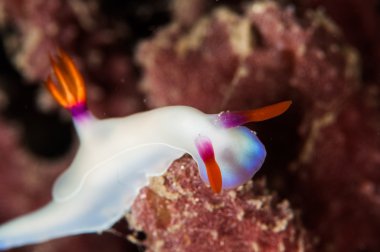 Scuba diving lembeh indonesia chromodoris white nudibranch