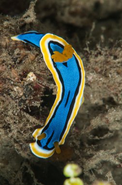 tüplü dalış lembeh Endonezya chromodoris elizabethina omurgasızını