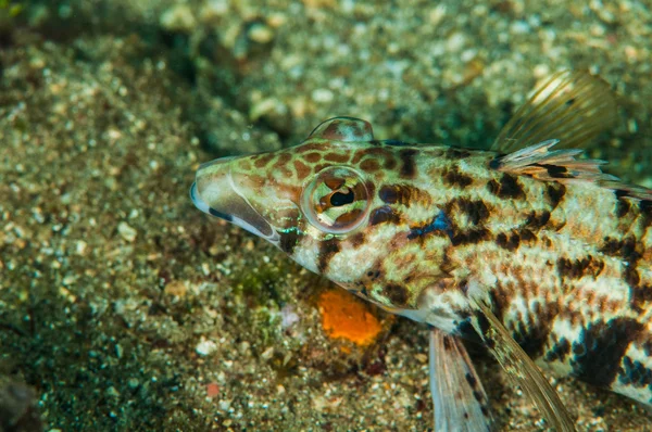 Subacquea lembeh indonesia yellowtail sandperch — Foto Stock