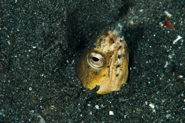 Immersioni subacquee lembeh indonesia sella nera serpente anguilla — Foto Stock