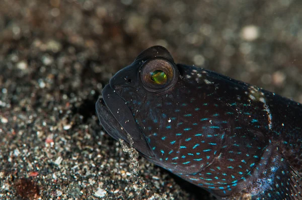 Scuba diving lembeh indonesia underwater barred shrimpgoby — 스톡 사진