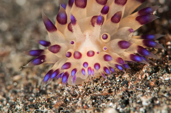 Scuba diving lembeh indonesia janolus nudibranch — Stok fotoğraf