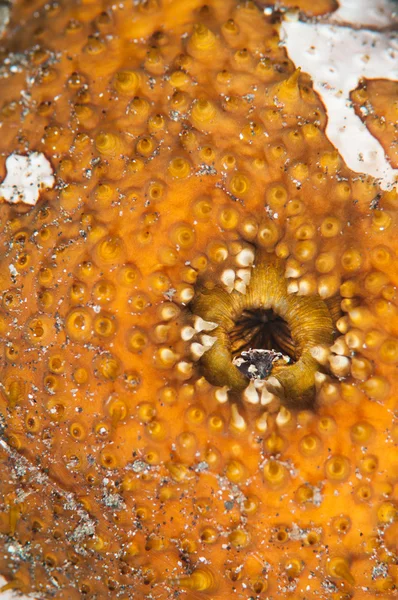 Subacquea granchio nascondendo lembeh stretto indonesia — Foto Stock