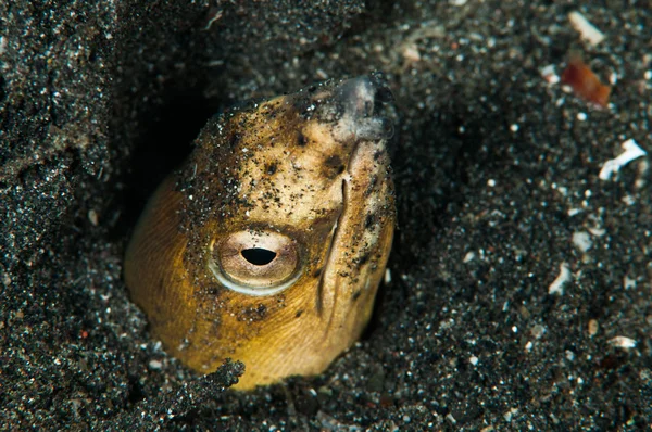 Immersioni subacquee lembeh indonesia sella nera serpente anguilla — Foto Stock