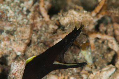 Tüplü Dalış lembeh Endonezya sualtı şerit yılan balığı