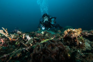 Dalgıç bir fotoğraf mercan lembeh Endonezya tüplü dalış video alın