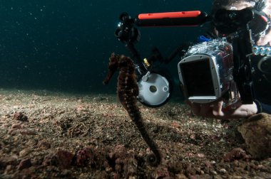 Dalgıç almak fotoğraf video deniz atı lembeh Endonezya tüplü dalış