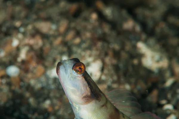 Scuba diving goby fish lembeh strait indonesia — Zdjęcie stockowe