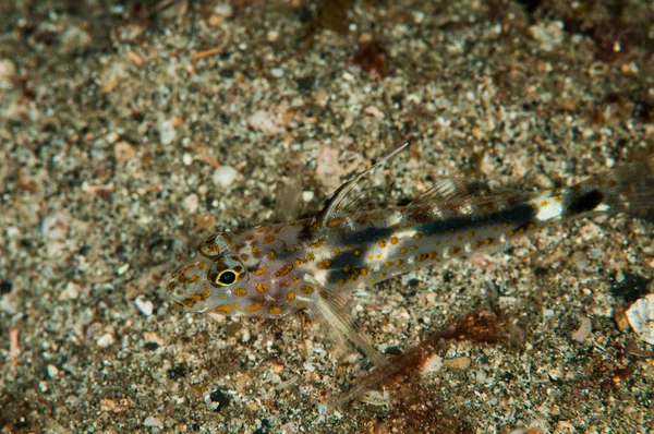 Immersioni subacquee lembeh indonesia bloccato goby — Foto Stock