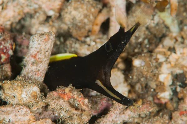 Tüplü Dalış lembeh Endonezya sualtı şerit yılan balığı — Stok fotoğraf