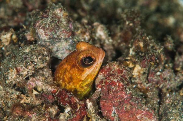 Scuba diving lembeh indonesia underwater chestnut jawfish — Stok fotoğraf