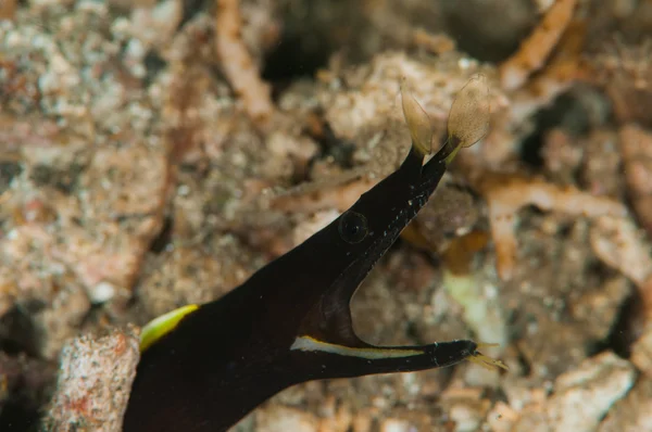 Immersioni subacquee lembeh indonesia nastro subacqueo anguilla — Foto Stock