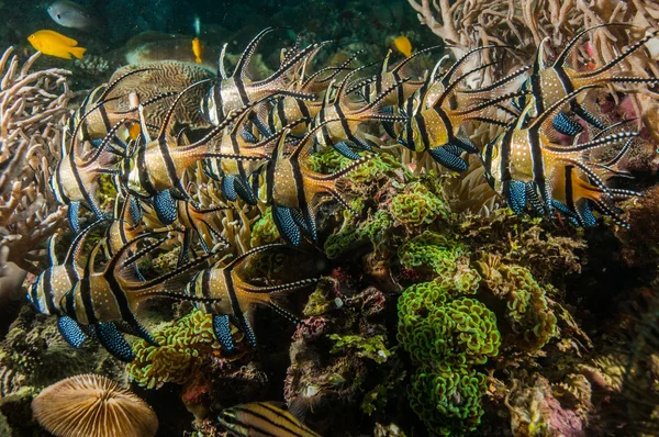 Immersioni subacquee lembeh indonesia banggai cardinalfish subacqueo — Foto Stock