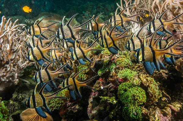 Scuba diving lembeh indonesia banggai cardinalfish underwater — Zdjęcie stockowe