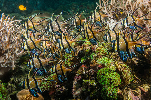 Scuba diving lembeh indonesia banggai cardinalfish underwater
