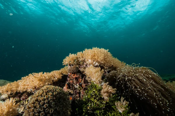 Immersioni subacquee lembeh stretto indonesia — Foto Stock