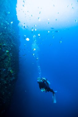 Dalgıç mavi su tüplü dalış bunaken Endonezya deniz resif okyanus