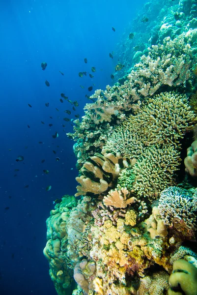 Mergulhador água azul mergulho bunaken indonésia mar recife oceano — Fotografia de Stock