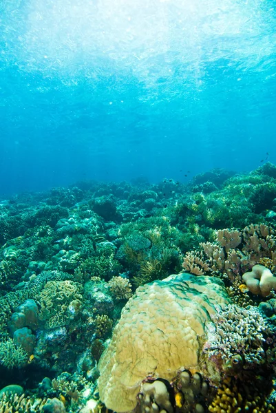 Taucher blaues wasser tauchen bunaken indonesien meer riff ozean — Stockfoto