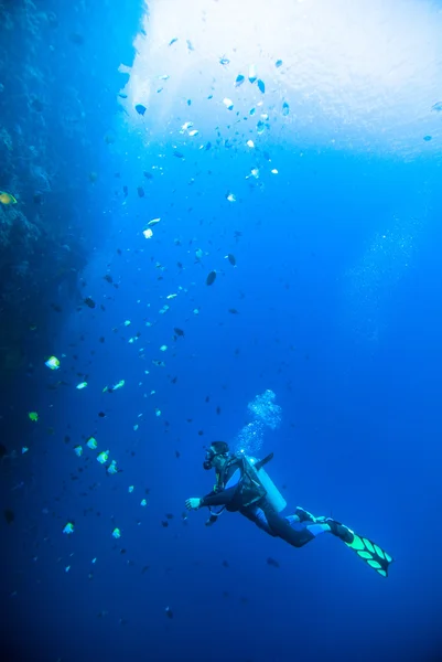 Diver blå vatten dykning bunaken Indonesien sjö reef hav — Stockfoto