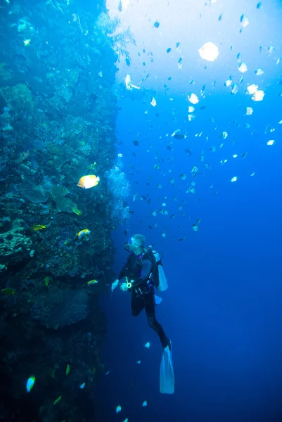 Mergulhador água azul mergulho bunaken indonésia mar recife oceano — Fotografia de Stock