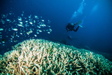 Dalgıç mavi su tüplü dalış bunaken Endonezya deniz resif okyanus