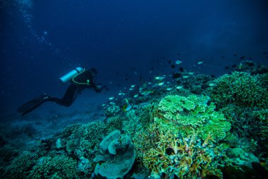 Dalgıç mavi su tüplü dalış bunaken Endonezya deniz resif okyanus