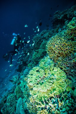 Dalgıç mavi su tüplü dalış bunaken Endonezya deniz resif okyanus