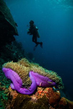 Diver blue water scuba diving bunaken indonesia sea reef ocean clipart