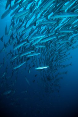Uskumru barracuda kingfish dalgıç mavi tüplü dalış bunaken Endonezya okyanus