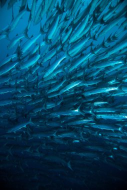 Uskumru barracuda kingfish dalgıç mavi tüplü dalış bunaken Endonezya okyanus