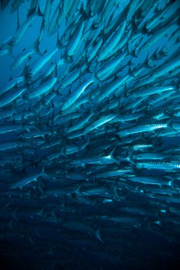 Mackerel barracuda kingfish diver blue scuba diving bunaken indonesia ocean clipart
