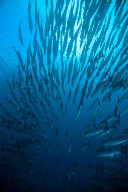 Uskumru barracuda kingfish dalgıç mavi tüplü dalış bunaken Endonezya okyanus