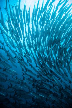 Mackerel barracuda kingfish diver blue scuba diving bunaken indonesia ocean clipart