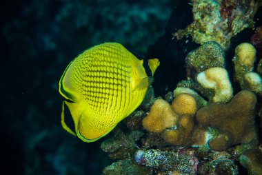 Diver yellow fish scuba diving bunaken indonesia sea reef ocean clipart
