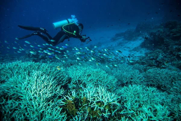 Mergulhador água azul mergulho bunaken indonésia mar recife oceano — Fotografia de Stock